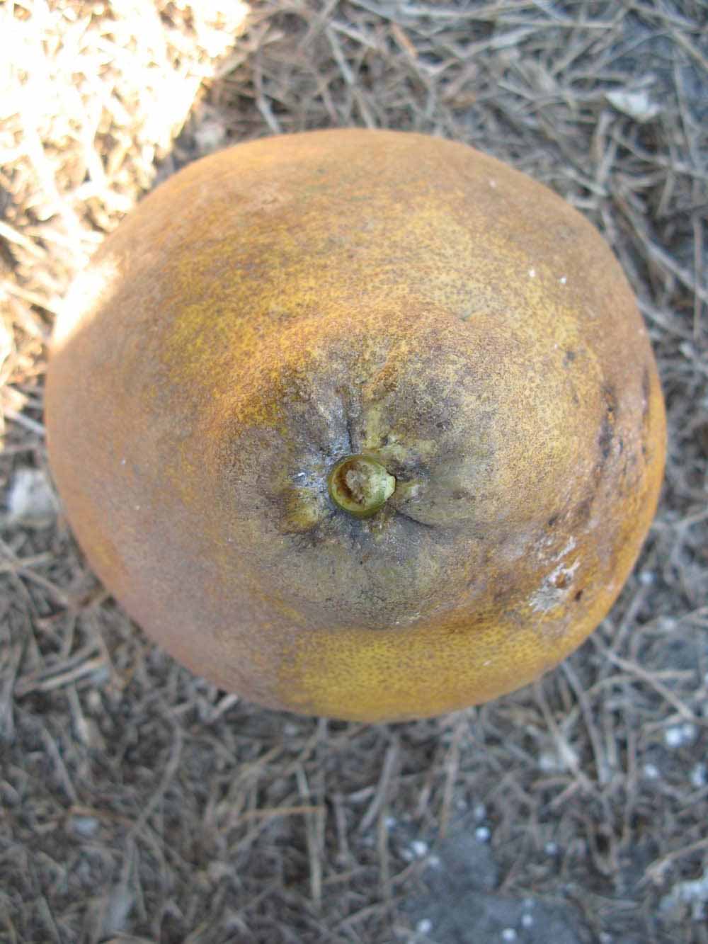            Fruit (Winter Haven, FL)   